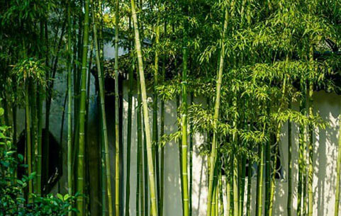 心若是(shì)道(dào)場(chǎng) 無處不(bù)甯靜(jìng)